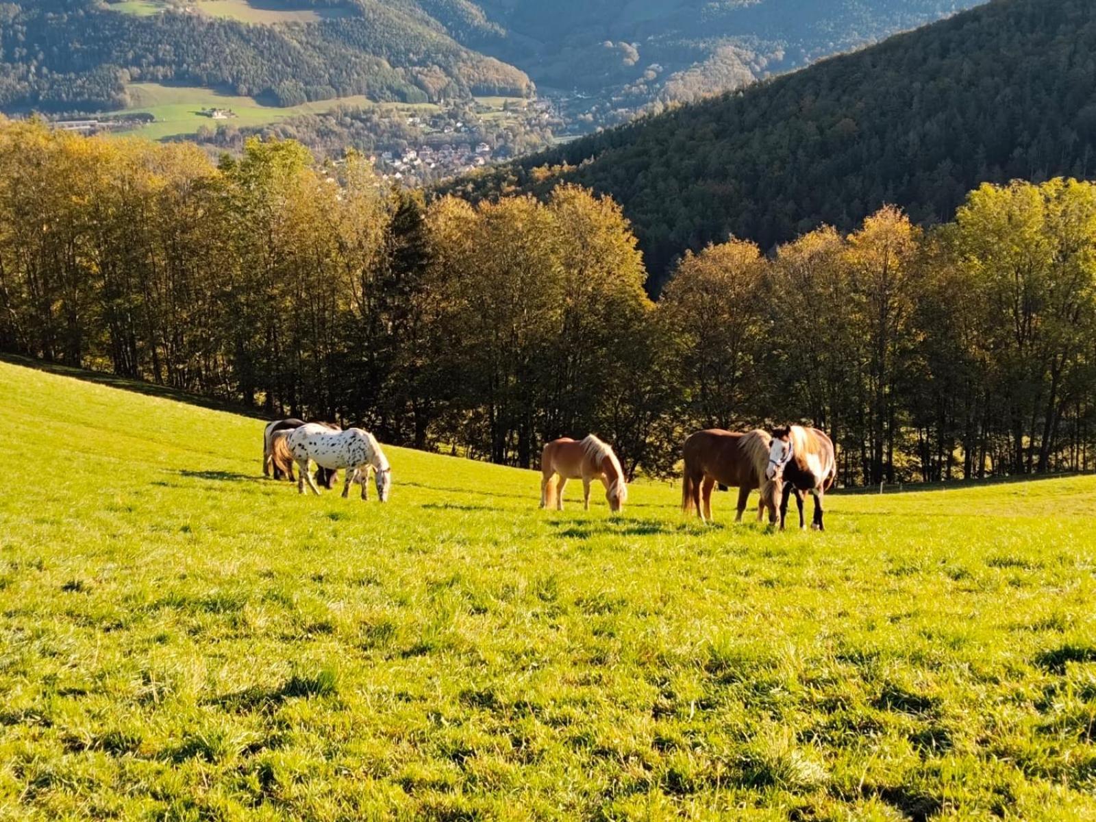 Miniferienwohnung Fuer Unkompliziertes Naturliebhaberpaerchen Payerbach Eksteriør bilde